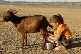 How To Use Goat Milk In Daily Cooking